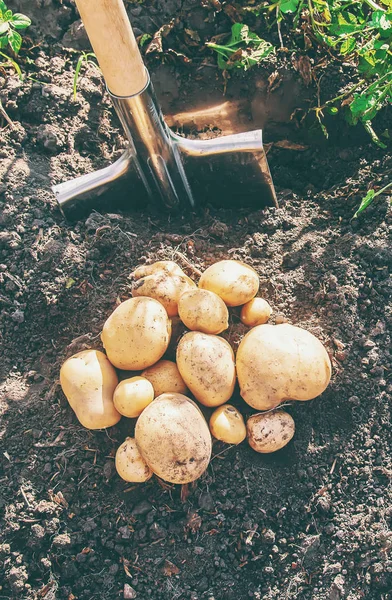 Verduras orgánicas caseras cosechan patatas. Enfoque selectivo . — Foto de Stock