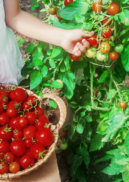 Anak-anak mengoleksi panen tomat buatan sendiri. fokus selektif . — Stok Foto