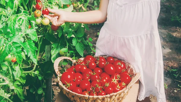 Kind verzamelt een oogst van zelfgemaakte tomaten. selectieve focus. — Stockfoto