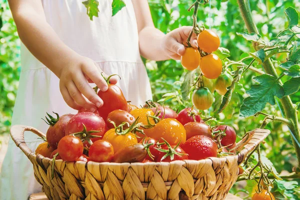 Dziecko zbiera zbiory domowych pomidorów. Selektywna koncentracja. — Zdjęcie stockowe