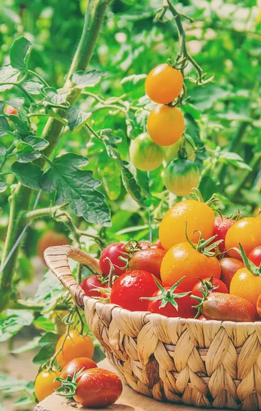 Sepette ev yapımı domatesler var. Seçici odaklama. — Stok fotoğraf