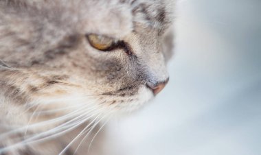 Kedi gözleri manuel optikle vurulmuş. Seçici odaklama.