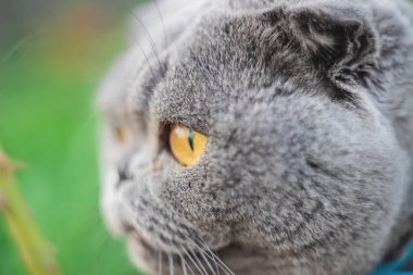 Kedi gözleri manuel optikle vurulmuş. Seçici odaklama.