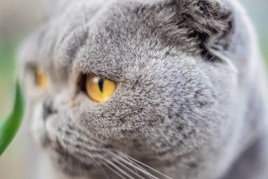 Kedi gözleri manuel optikle vurulmuş. Seçici odaklama.