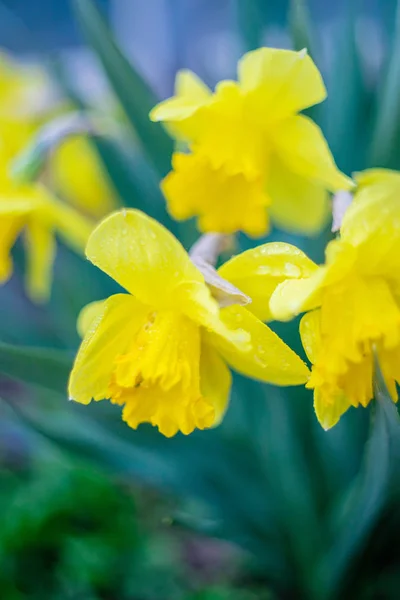 Narcisos floridos filmados em óptica manual. Foco seletivo . — Fotografia de Stock
