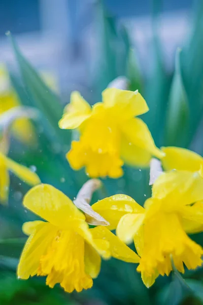 Rozkvetlí daffodily na manuální optiku. Selektivní zaměření. — Stock fotografie