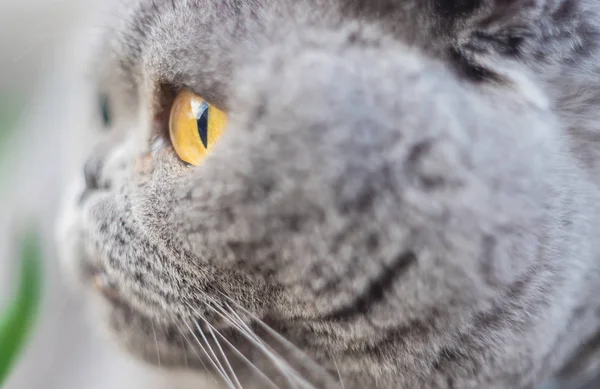 Kedi gözleri manuel optikle vurulmuş. Seçici odaklama.