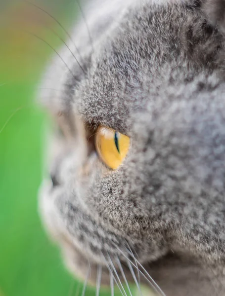 Kot oczy strzał na ręczny optyka. Selektywna koncentracja. — Zdjęcie stockowe