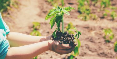 Bir çocuk bahçeye bir bitki eker. Seçici odak.