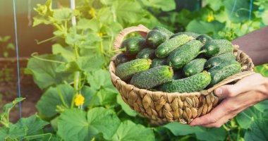 homemade cucumber cultivation and harvest in the hands of man. clipart