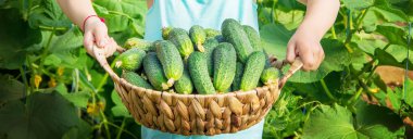 Ev yapımı salatalık yetiştirme ve ellerde hasat.