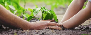 Bir çocuk bahçeye bir bitki eker. Seçici odak.