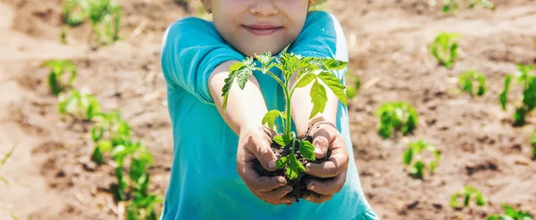 Seorang anak menanam tanaman di kebun. Fokus selektif. — Stok Foto