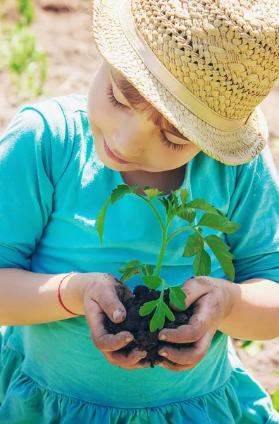 Seorang anak menanam tanaman di kebun. Fokus selektif. — Stok Foto