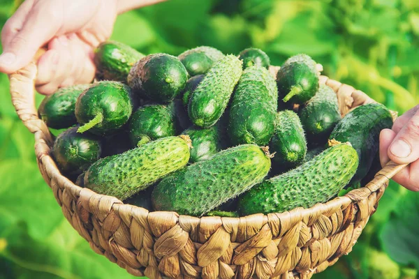 Homemade cucumber cultivation and harvest in the hands of man. — Stock Photo, Image