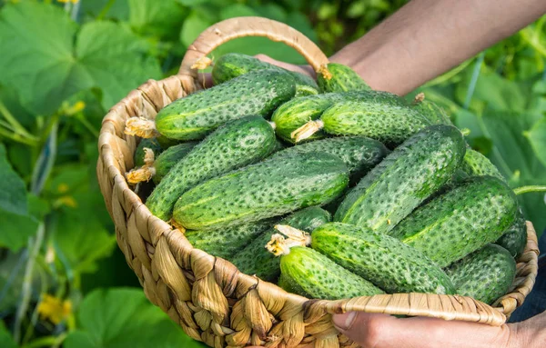 Zelfgemaakte komkommer teelt en oogst in de handen van de mens. — Stockfoto