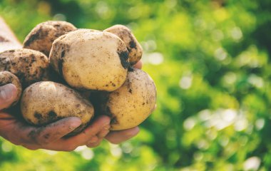 erkek patates elinde organik ev yapımı sebzeler.