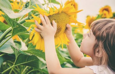 Ayçiçeği tarlası çocuk küçük bir çiftliği var. seçici odak.