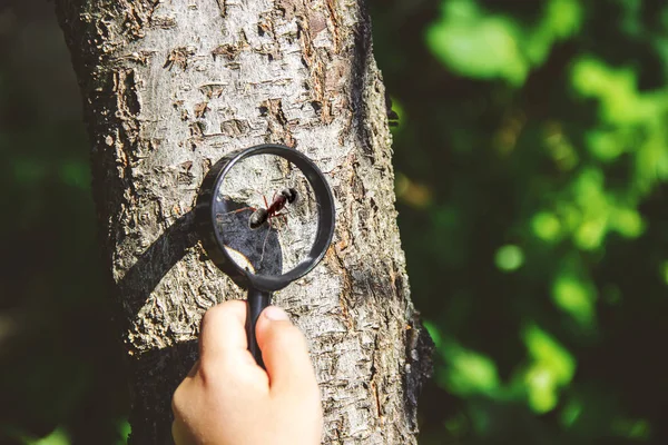 Das Kind schaut in ein Vergrößerungsglas. Zunahme. Selektiver Fokus. — Stockfoto