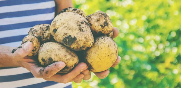 Органические домашние овощи в руках мужского картофеля . — стоковое фото