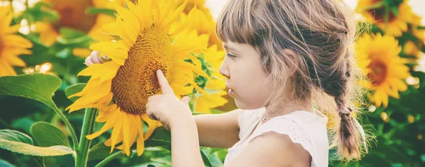 Kind auf dem Sonnenblumenfeld ist ein Kleinbauer. Selektiver Fokus. — Stockfoto