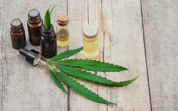 Трава конопли и листья для обработки бульона, настойки, экстракта, масла. Селективный фокус.