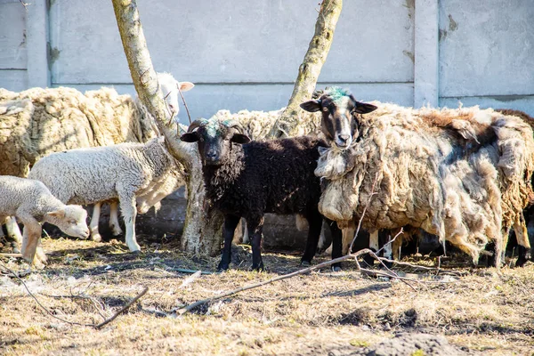 not sheared sheep in the yard. selective focus.