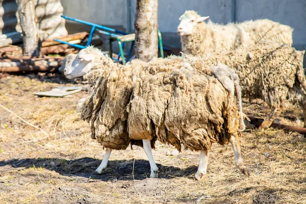 Not sheared sheep in the yard. selective focus. — Stock Photo, Image