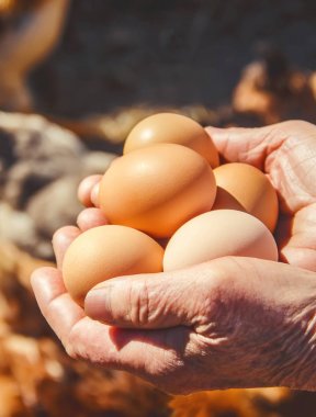 Tavuklu yerli yumurta. Seçici odak.