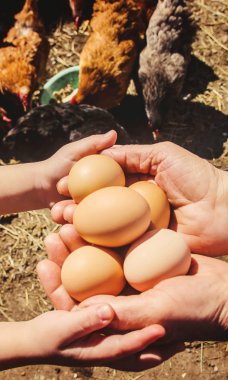 Tavuklu yerli yumurta. Seçici odak.