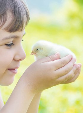 Çocuk bir tavuk elinde tutar. Seçici odak.