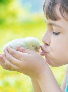 Çocuk bir tavuk elinde tutar. Seçici odak.