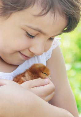 Çocuk bir tavuk elinde tutar. Seçici odak.