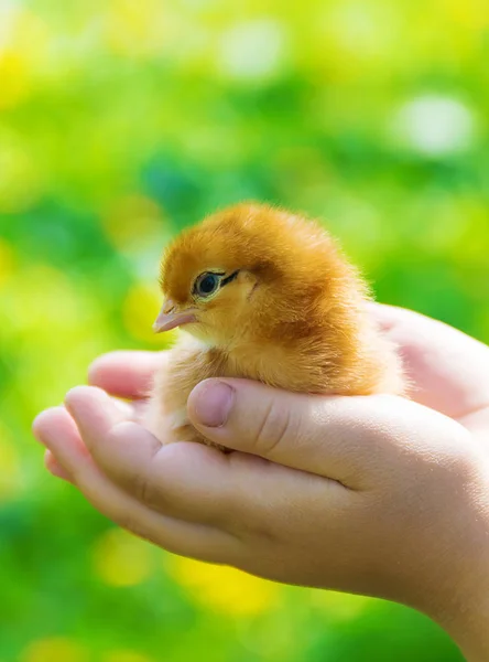 A gyermek egy csirke tartja a kezében. Szelektív összpontosít. — Stock Fotó