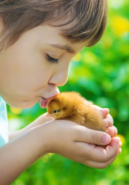 A criança tem uma galinha nas mãos. Foco seletivo . — Fotografia de Stock
