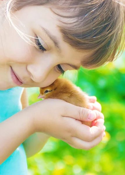 Çocuk bir tavuk elinde tutar. Seçici odak.