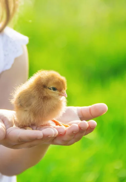 The child holds a chicken in his hands. Selective focus. — Stock Photo, Image