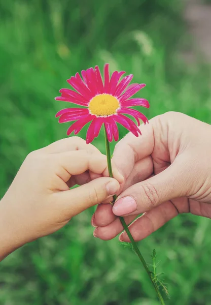 Дитина віддає квітку матері. Вибірковий фокус . — стокове фото