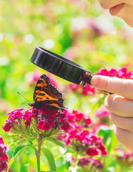 Se på en forstørrelsessommerfugl som sitter på blomster. selektivt fokus. – stockfoto