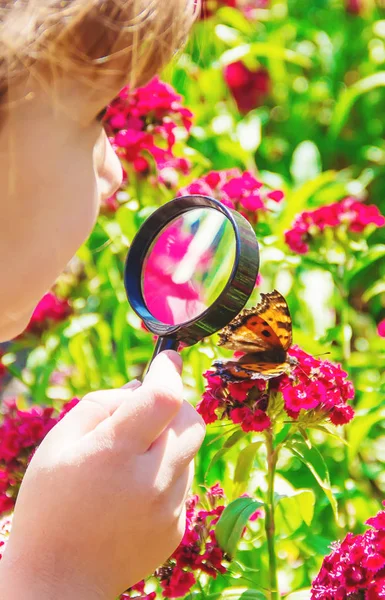 Посмотрите на увеличительную стеклянную бабочку, сидящую на цветах. селективный фокус. — стоковое фото