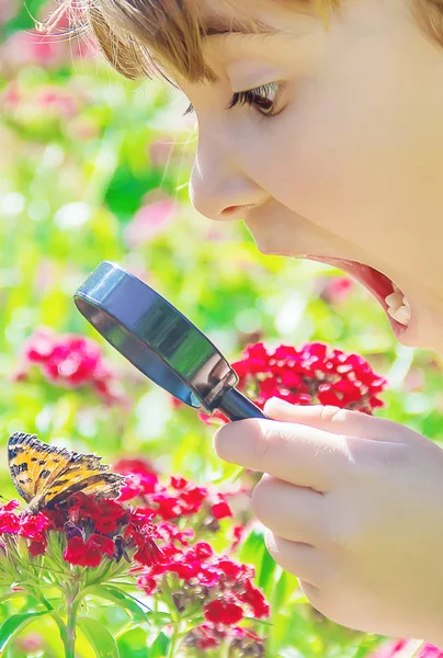 Mirar en una lupa mariposa se sienta en las flores. enfoque selectivo. —  Fotos de Stock