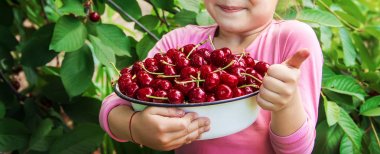 Çocuk bahçede kiraz topluyor. Seçici odak.
