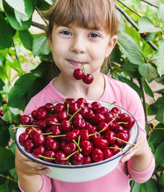 Çocuk bahçede kiraz topluyor. Seçici odak.