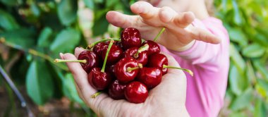 Çocuk bahçede kiraz topluyor. Seçici odak.