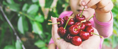 Çocuk bahçede kiraz topluyor. Seçici odak.