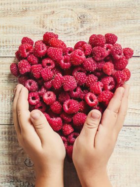 Çocuk bahçede kiraz topluyor. Seçici odak.