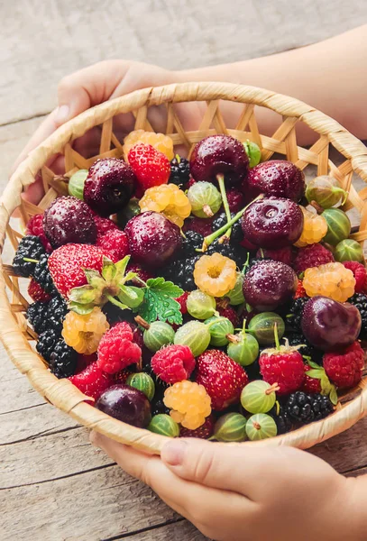 Çocuk bahçede kiraz topluyor. Seçici odak.