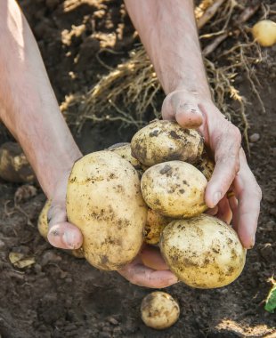 erkek patates elinde organik ev yapımı sebzeler.