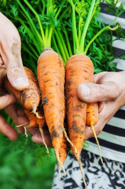 organik ev yapımı sebzeler erkeklerin elinde..