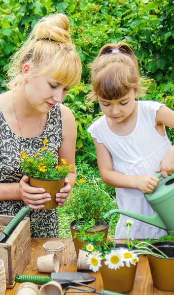 En liten flicka planterar blommor. Den unga trädgårdsmästaren. Selektiv inriktning. — Stockfoto
